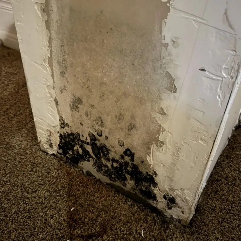 Professional Mold Removal in Randall County, TX
